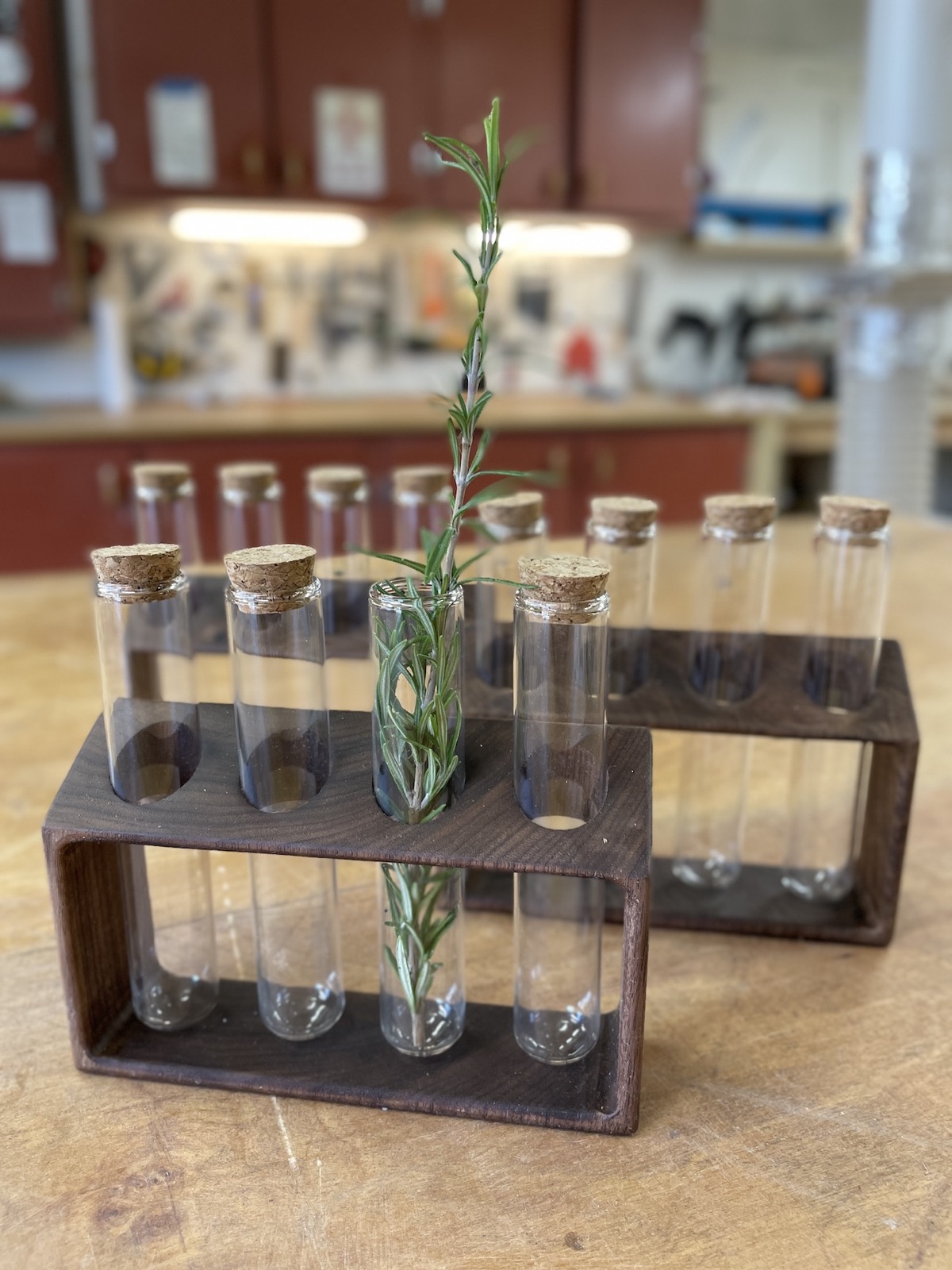 Walnut propagation stations with glass tubes
